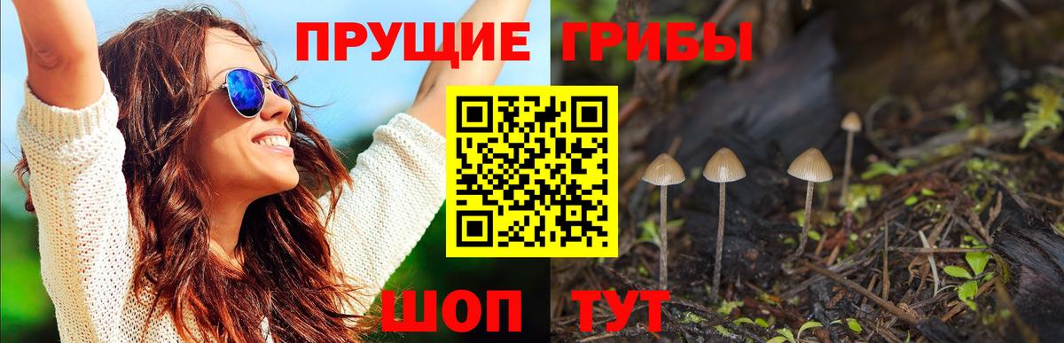 Галлюциногенные грибы Psilocybe Обь